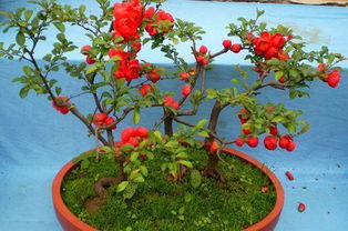 日本海棠施肥注意事項(xiàng)