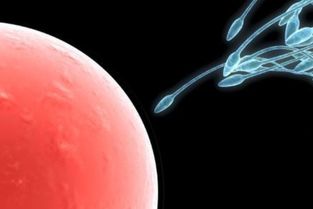 著床,注意事項,當(dāng)天