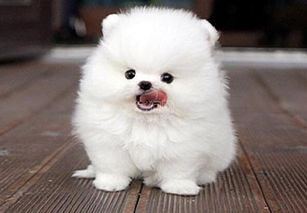 兩個(gè)多月博美怎么喂養(yǎng)以及注意事項(xiàng),博美驅(qū)蟲(chóng)注意事項(xiàng),博美洗澡注意事項(xiàng)