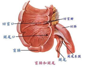 闌尾,注意事項,手術(shù),拆完線
