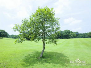 出樹注意事項(xiàng)