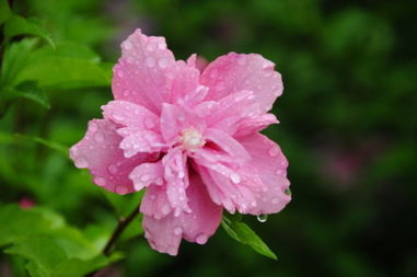 木槿花,養(yǎng)護(hù),夏季,注意事項(xiàng)