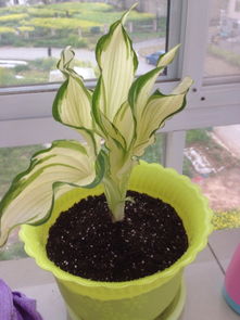 紫羅蘭插水注意事項(xiàng)