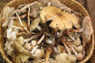 菌類,食用,注意事項(xiàng),食物