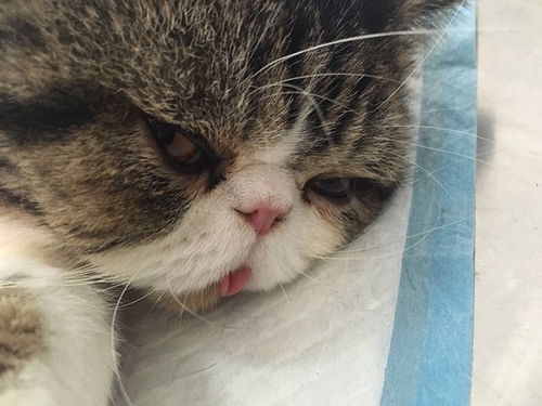 公貓,去勢,注意事項(xiàng)