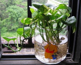 轉(zhuǎn)注,水培,事項(xiàng),綠蘿