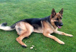 德牧飼養(yǎng)注意事項(xiàng),德牧洗澡注意事項(xiàng),德牧飲食注意事項(xiàng)