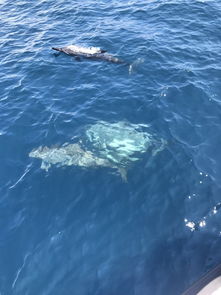 環(huán)島,臺(tái)灣,注意事項(xiàng)