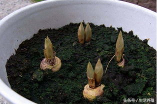 一抹香的養(yǎng)殖方法和注意事項,一抹香的扦插方法和注意事項,一抹香的修剪方法和注意事項