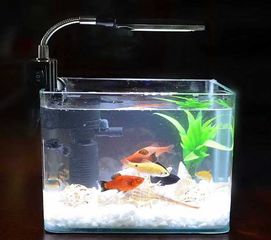 收納箱養(yǎng)魚(yú)要注意什么,塑料箱養(yǎng)魚(yú)注意事項(xiàng),收納箱安全注意事項(xiàng)