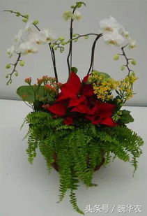 蝴蝶蘭開花期注意事項(xiàng)