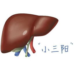 乙肝小三陽男的注意事項