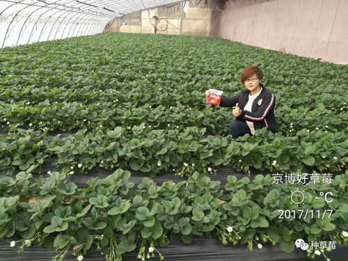 草莓澆水應(yīng)該注意事項(xiàng)