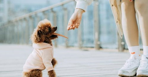 月子,注意事項(xiàng),泰迪做