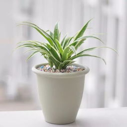 吊蘭,盆栽,種植,注意事項(xiàng)