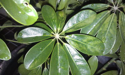 種植,注意事項,方法,鴨腳木