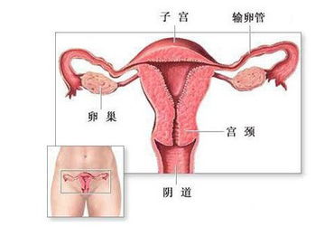 子宮肥大注意事項(xiàng)