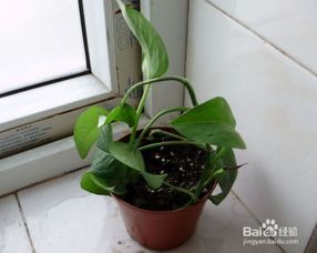 綠蘿的養(yǎng)殖方法和注意事項繁殖