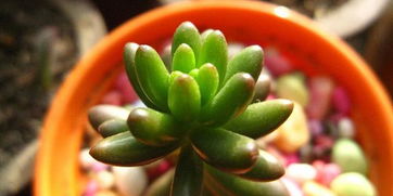 虹之玉的繁殖方法和注意事項,虹之玉養(yǎng)殖注意事項,虹之玉的養(yǎng)殖方法和注意事項簡介