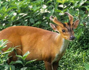 麂子圈養(yǎng)注意事項