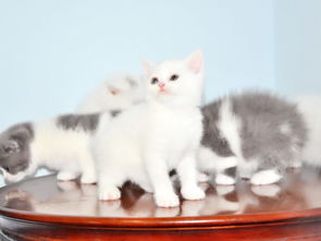 母貓產(chǎn)仔注意事項,貓生小貓后注意事項,母貓剛生完注意事項