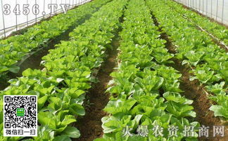 春天移栽菜苗有什么注意事項