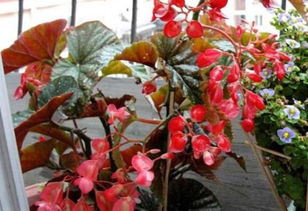 巴西海棠養(yǎng)殖方法和注意事項(xiàng)