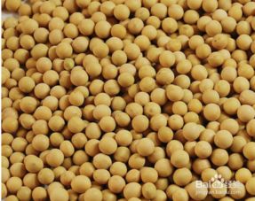 大豆,過敏,注意事項