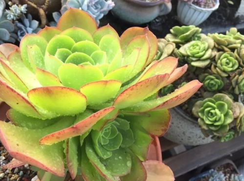 玉龍觀音的養(yǎng)殖方法和注意事項(xiàng),玉龍觀音蓮的養(yǎng)殖方法和注意事項(xiàng),觀音富貴竹的養(yǎng)殖方法和注意事項(xiàng)