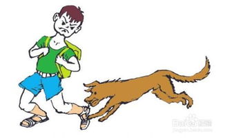 小狗打狂犬病疫苗注意事項(xiàng),狂犬病疫苗打完注意事項(xiàng),注射狂犬病疫苗后飲食注意事項(xiàng)