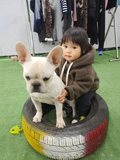 家里養(yǎng)狗寶寶需要注意事項(xiàng)