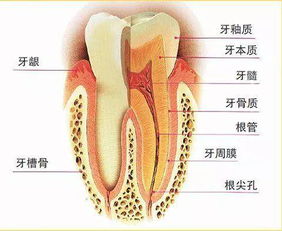 爛牙神經(jīng)期間注意事項