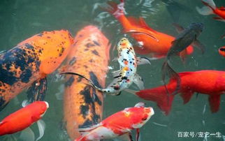 草魚,魚缸,注意事項(xiàng)