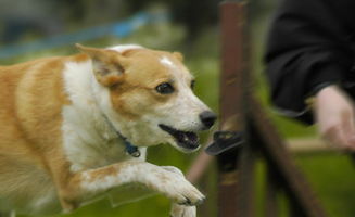 孕期養(yǎng)狗有什么注意事項(xiàng)