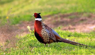 野雞,養(yǎng)殖,注意事項