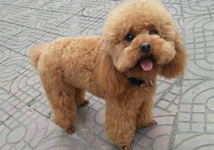 泰迪生理期的注意事項