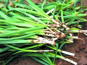 韭菜收割時間及注意事項,韭菜越冬注意事項,韭菜的種植方法以及注意事項