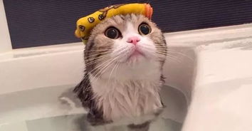 貓咪,注意事項,洗澡