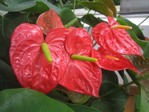 養(yǎng)殖,注意事項(xiàng)