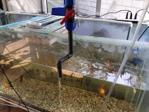森森魚(yú)缸底濾改造,魚(yú)缸底濾改造最佳方法,魚(yú)缸底濾改造最佳方法