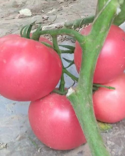 草莓苗移栽注意事項(xiàng),玉米苗移栽注意事項(xiàng),煙苗移栽注意事項(xiàng)