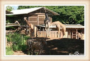 動物園的注意事項,動物園安全注意事項,去動物園的注意事項