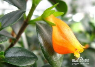 金魚花的養(yǎng)殖方法及注意事項(xiàng)