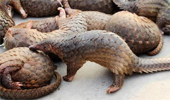 穿山甲煎藥注意事項(xiàng),產(chǎn)婦用穿山甲注意事項(xiàng),壁虎入藥的注意事項(xiàng)