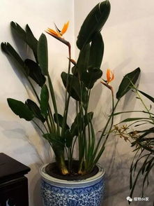 注意事項(xiàng),鶴望蘭