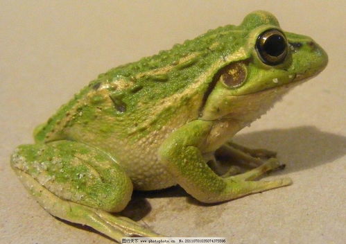 青蛙趴的注意事項(xiàng),解剖青蛙的注意事項(xiàng),折紙青蛙的注意事項(xiàng)