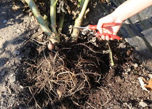 水光,種植,注意事項