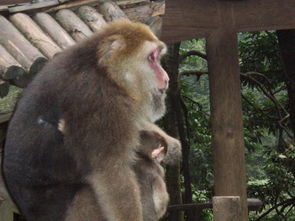 峨眉山看猴子注意事項(xiàng)
