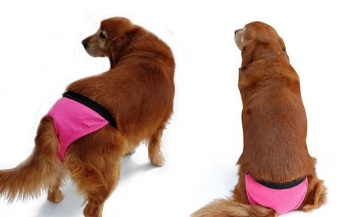 狗狗來(lái)例假注意事項(xiàng),高原來(lái)例假注意事項(xiàng),來(lái)例假爬山注意事項(xiàng)