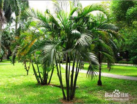 盆栽,養(yǎng)殖,注意事項,方法